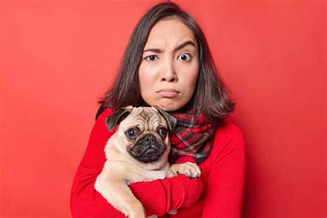 Thinking all dogs love cuddles? These 5 breeds strongly disagree