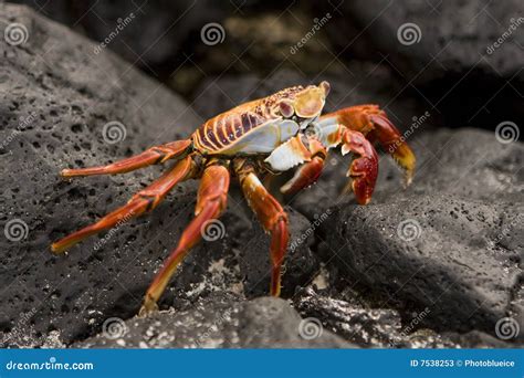 Sally Lightfoot Crab Galapagos Islands Stock Image - Image of ...
