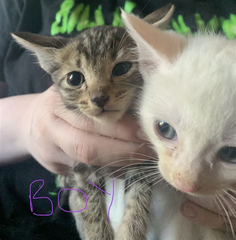 Domestic Shorthair - Ashcroft - PetsForHomes