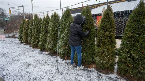 Exploding Tree Cold 的图像结果
