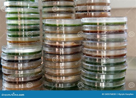 Petri Dishes with Agar. Microbiology and Mycelium Stock Photo - Image ...