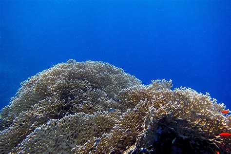coral with blue water 6216309 Stock Photo at Vecteezy
