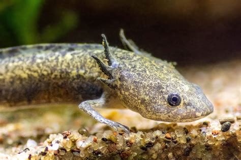 Axolotl Pet Axolotl Wikipedia