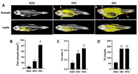 Effects of Nutritionally Induced Obesity on Metabolic Pathways of Zebrafish