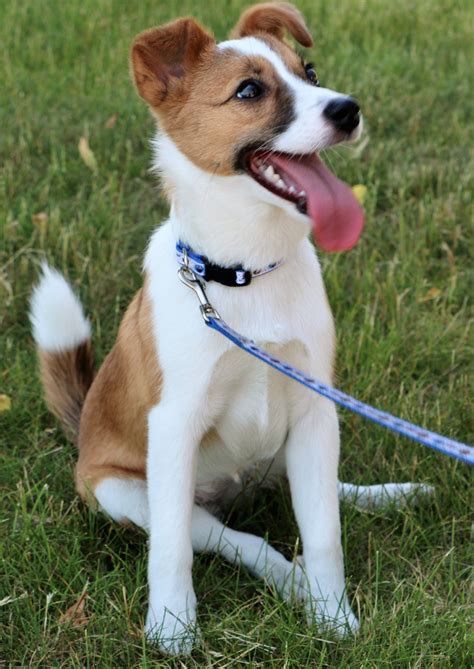 Australian Cattle Dog Jack Russell Mix Puppy - MXIKER