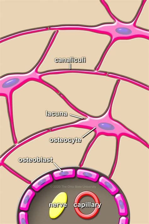 Microscopic Bone Matrix Figure 的图像结果
