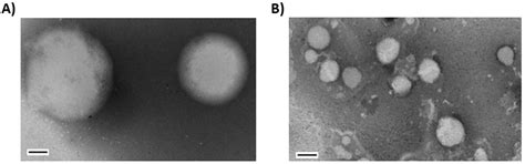 Synthesis & Evaluation of Novel Mannosylated Neoglycolipids for ...