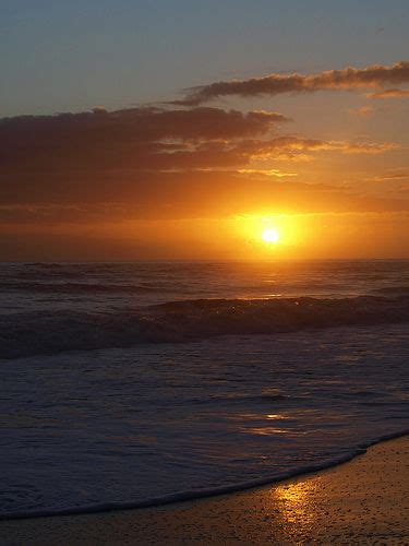 Image result for Sunset Python Snake