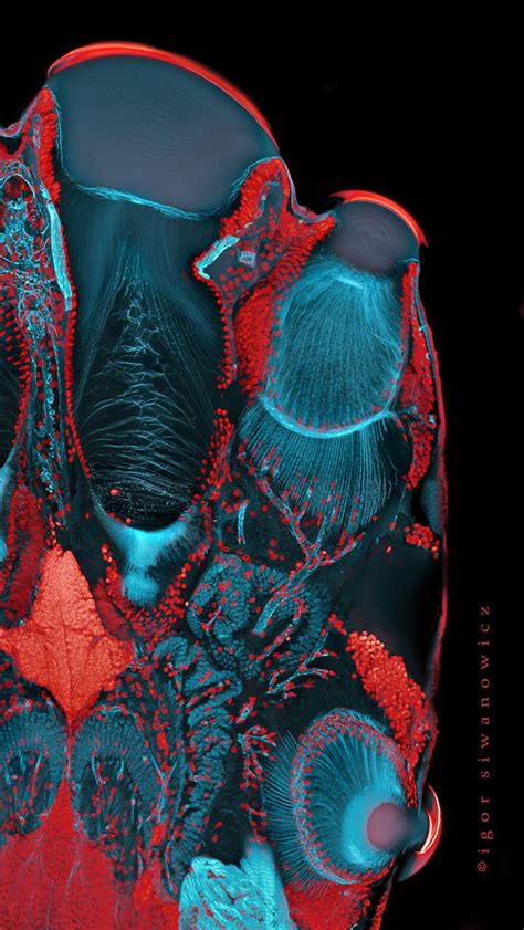Microscopic Insects 的图像结果