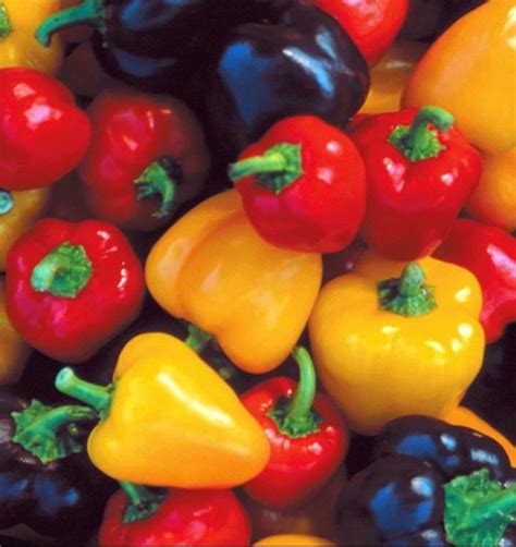 Mini bell pepper mix seeds – Euphoricgreens