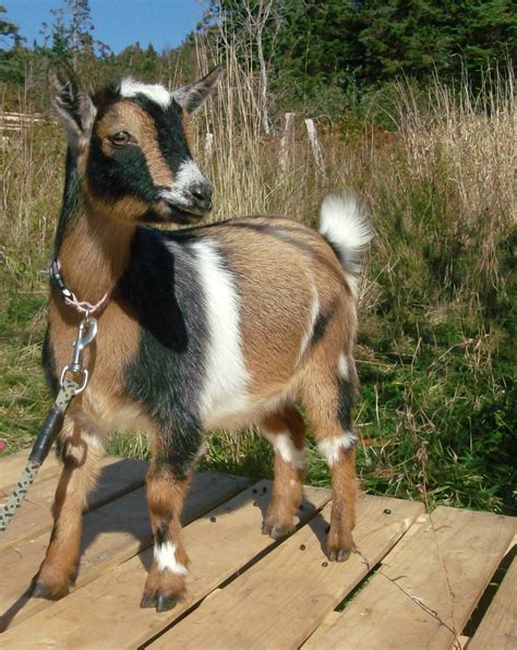 Nigerian Dwarf Goats Blue Eyes