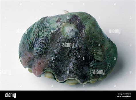 Image result for Clam with a Very Sharp Shell