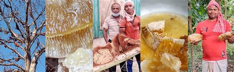 TBIC The Murmu Eastern Himalayan Forest Honey. RAW, Glass Jar, From ...