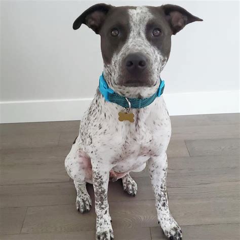 Pointer Cattle Dog Mix