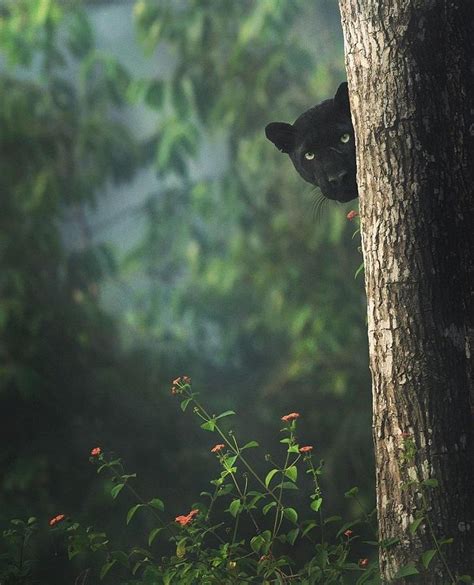 Rare Sighting – Black Panther In Karnataka Spotted Roaming In The ...