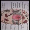 draw a lebelled diagram of cell showing nucteus and cytoplarm - Brainly.in