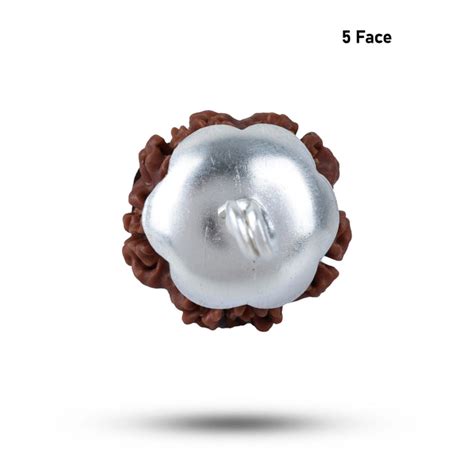 5 Mukhi Rudraksha Bead with Silver Cup | Five Face Rudraksh Bead for M ...