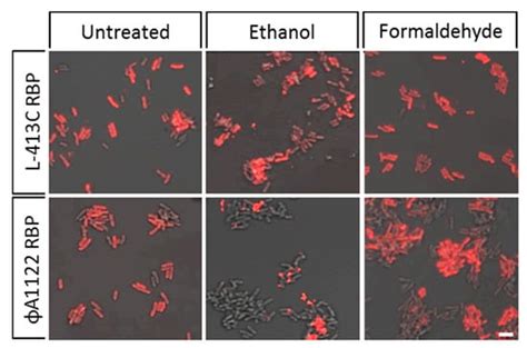 Specific Detection of Yersinia pestis Based on Receptor Binding ...