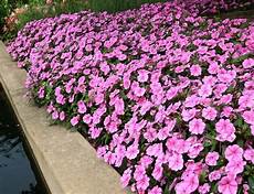 di vetro fiori di vetro piante annuali fiori di vetro di vetro fiori di vetro piante annuali fiori di vetro