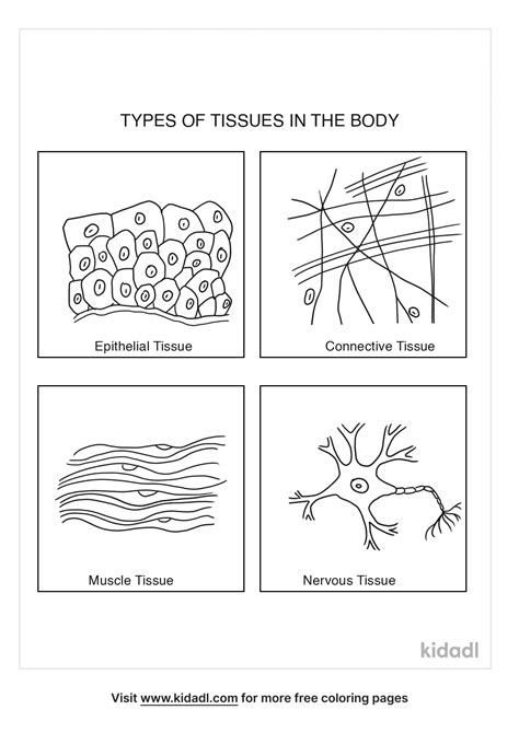 Classification Of Tissues Worksheet