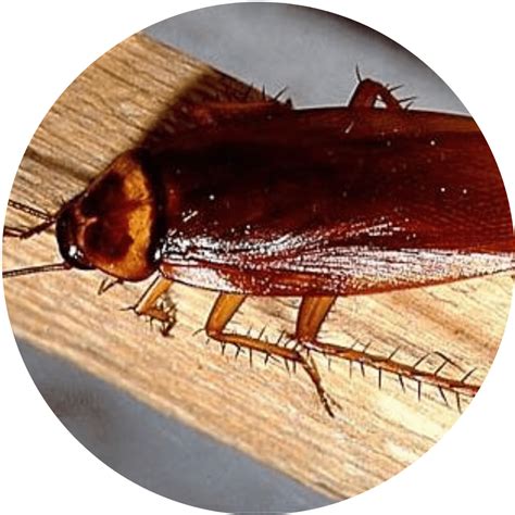 ¿Necesitas fumigar Cucarachas? no busques más - Neoplagas