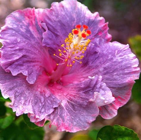 Purple Hibiscus Flower Bouquets