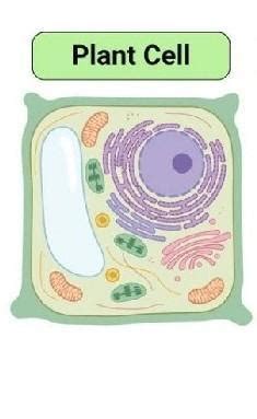 diffeence between plant and animal cells - Brainly.in