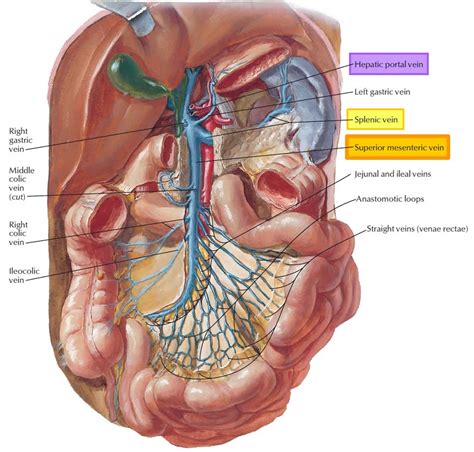 Mesenteric venous thrombosis, causes, symptoms, diagnosis, treatment & prognosis