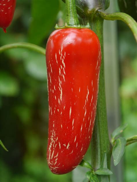 Red Jalapeno with Corking - Growing Chillies Guide