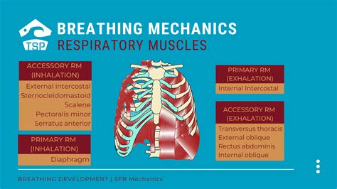 Breathing for surfers