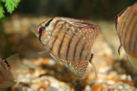 Image result for Discus Tropical Fish