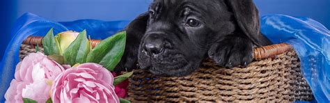 Download wallpaper flowers, basket, puppy, cane Corso, section dog in ...