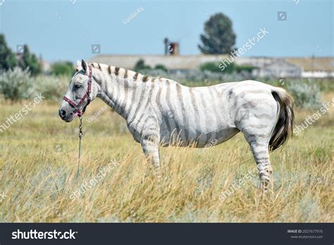 Zebra Horse Mix Zonkeys, Ligers: The Sad Truth About Animal Hybrids.