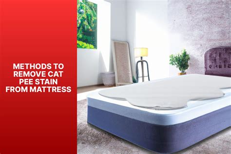 Effective Tips on Removing Cat Pee from Mattress - Expert Guide - All ...