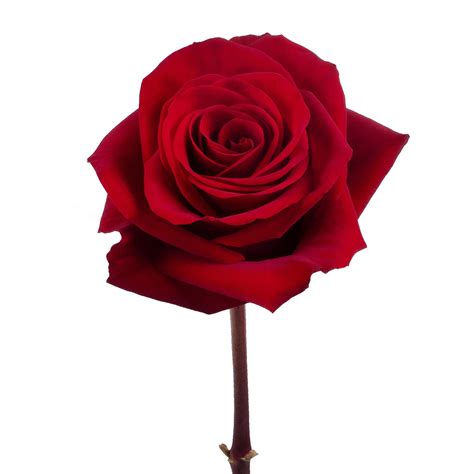 Redvolution® - Rose - Esmeralda Farms Wholesale Flowers