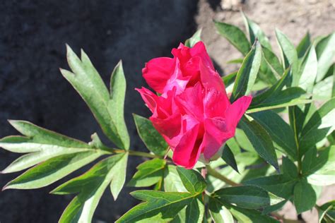 CHIEF BLACK HAWK peony | Available all year round | Free qoute