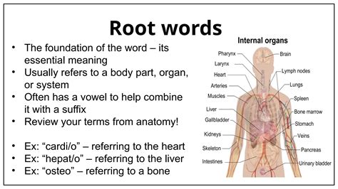 N231 Medical Terminology.pptx Nursing 231 SIUE | PPTX