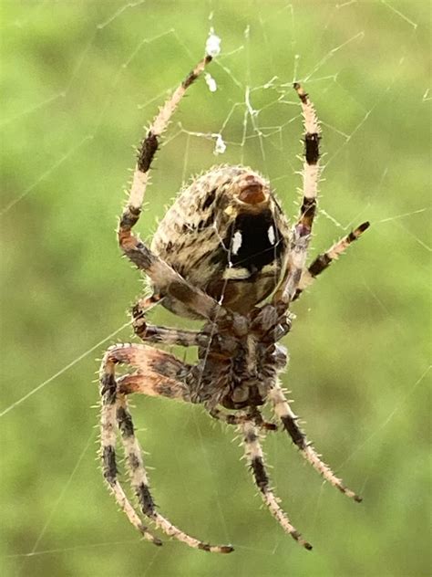 Neoscona crucifera - Spotted Orb Weaver - USA Spiders
