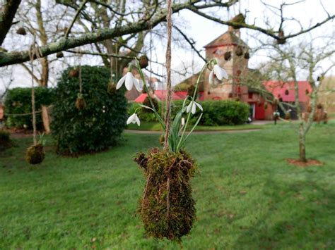 Snowdrop kokedama workshop and cream tea, Kingston Lacy NT, Wimborne ...