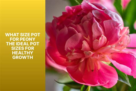 What Size Pot for Peony - The Ideal Pot Sizes for Healthy Growth ...