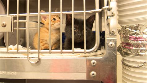 "We're continuing to save lives": Huntsville Animal Shelter opens new ...