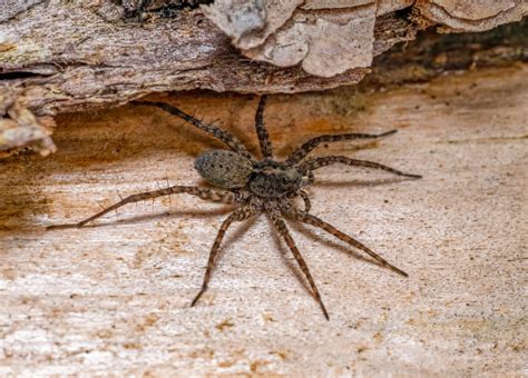Most Venomous Spiders Around the World and North America