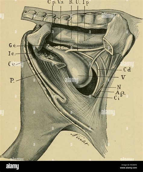 Left Ureter Stock Photos & Left Ureter Stock Images - Alamy