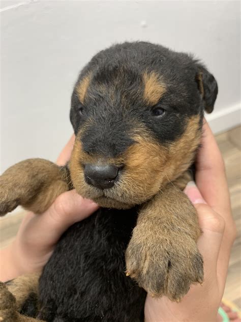 Airedale Terrier Puppies For Sale | Dallas, TX #297788