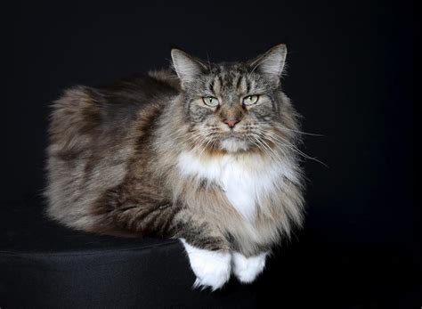 Download wallpaper background, Ottoman, Purebred cat, section cats in ...