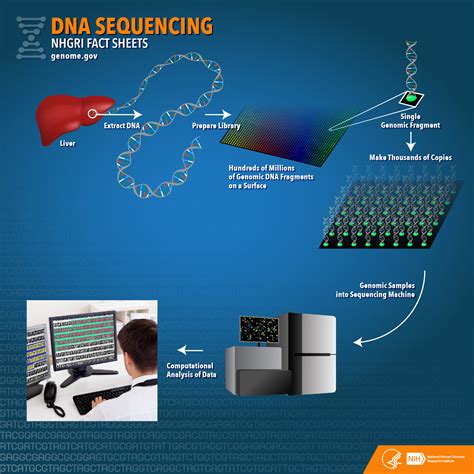 DNA Sequencing Fact Sheet | NHGRI