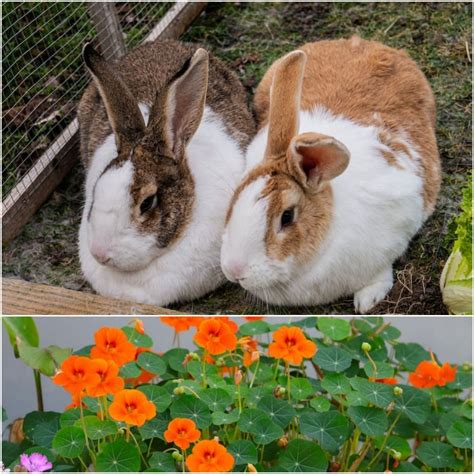 Can Rabbits Eat Nasturtiums? - Everything Bunnies