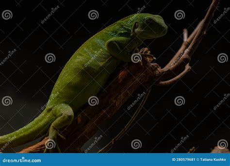 The Closeup Image of Fiji Banded Iguana (Brachylophus Fasciatus) Stock Image - Image of closeup ...