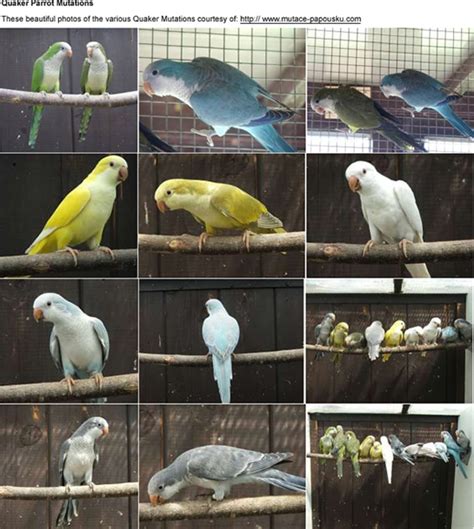 Quakers Birds BLUE QUAKER PARROT Nature's Majestic Marvels