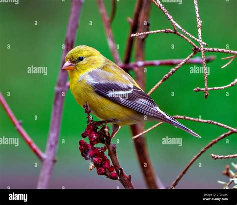 Goldfinch female perched on a Red Stag horn Sumac Plant and a green ...